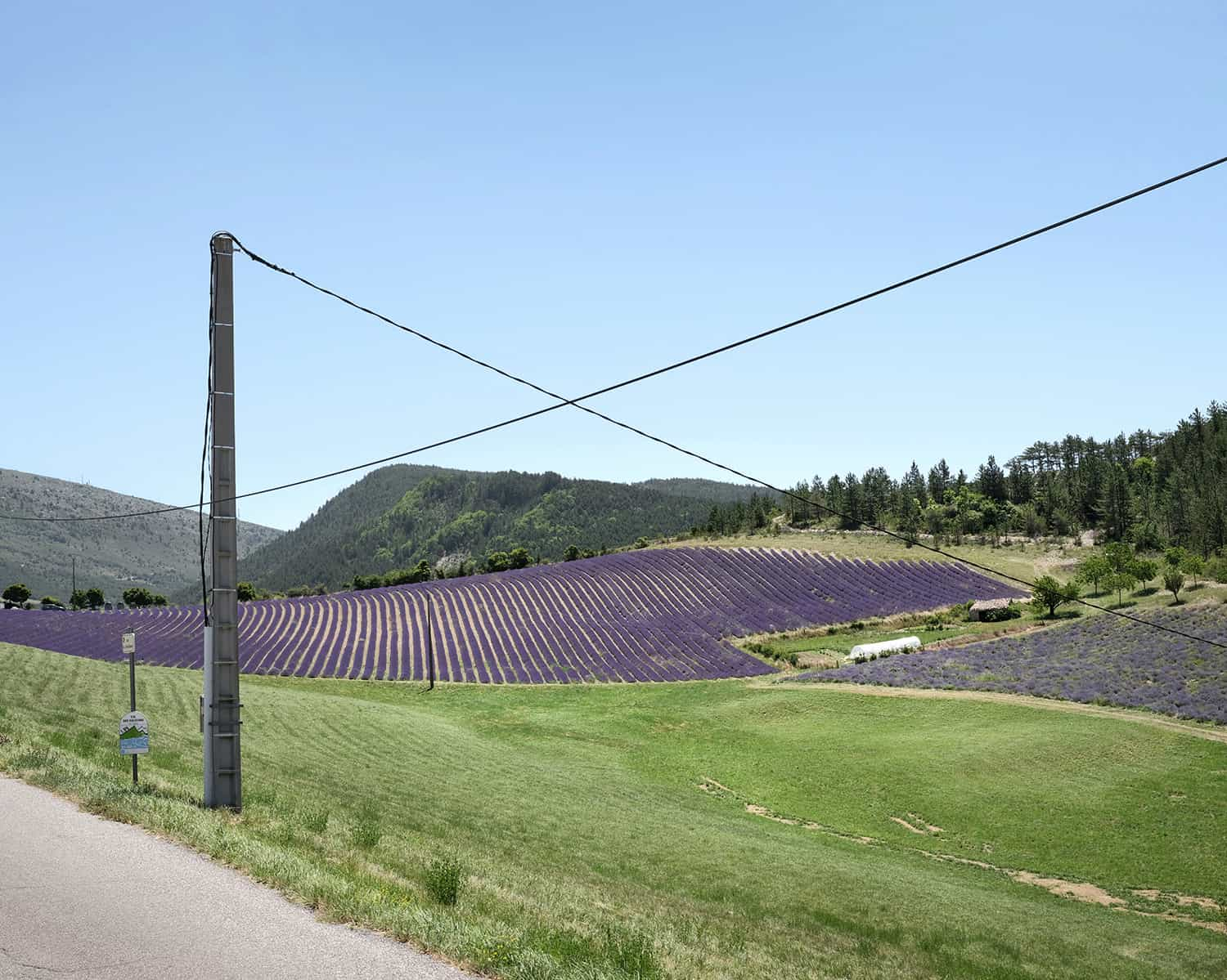 photographie d'un champ de lilas © francois nussbaumer